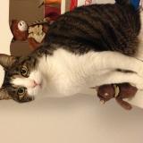 Photo de chat perdu à Vouneuil Sous Biard