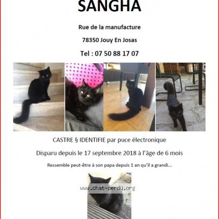 Sangha Chat Perdu A Jouy En Josas Chat Perdu France Sangha Chat Perdu A Jouy En Josas Chat Perdu France