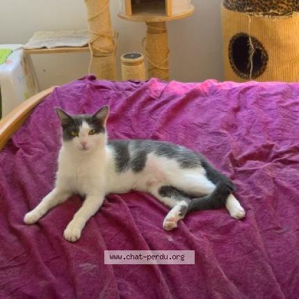 Photo 1/1 MERAZZE Chat perdu à Cognin