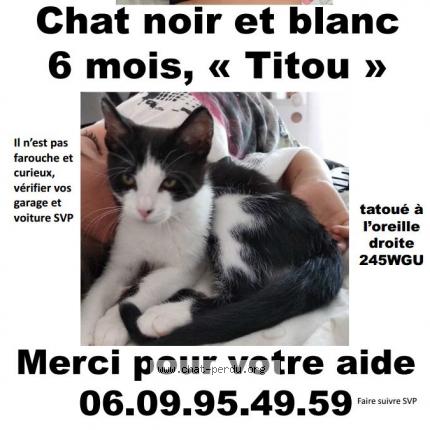 Titou Chat Perdu Et Retrouve A Nimes Chat Perdu France