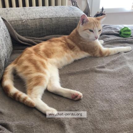 400065 chat trouvé à saint junien - chat perdu france