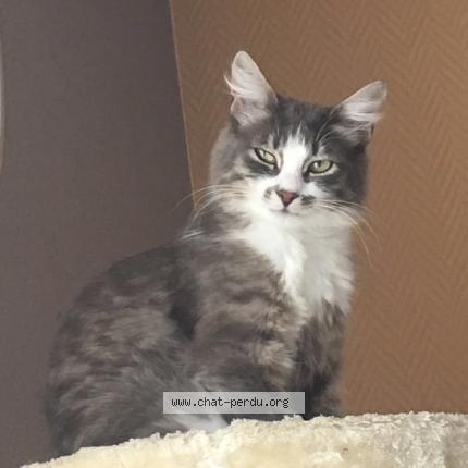 Mitraillette Chat Perdu A Amilly Chat Perdu France Mitraillette Chat Perdu A Amilly Chat Perdu France