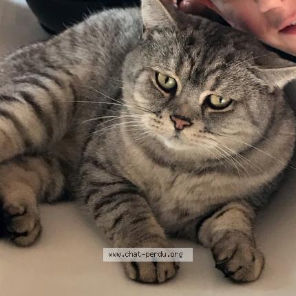 Photo 1/1 Jaz Chat perdu à Floing
