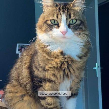 Photo 1/1 Nelson Chat perdu à Seynod