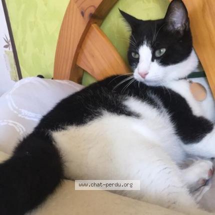 Photo 1/1 Némo Chat perdu à Pessac