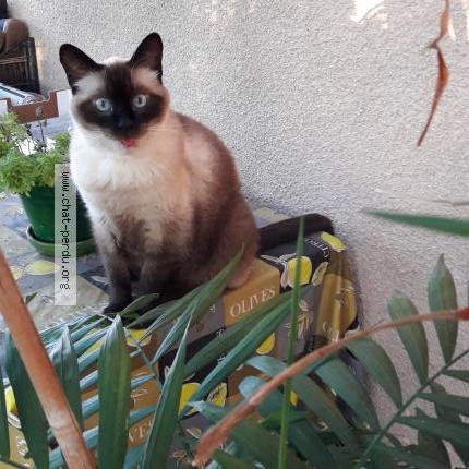 Photo 1/1 Mimi Chat perdu à La destrousse