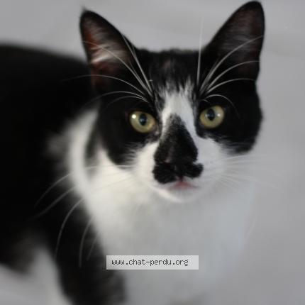 Photo 1/1 Yukio Chat perdu à Eysines