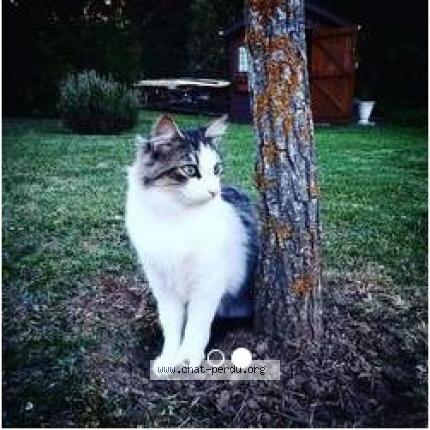 Chat Gris Et Blanc Trouve Oblivionblog Chat Gris Et Blanc Trouve Oblivionblog