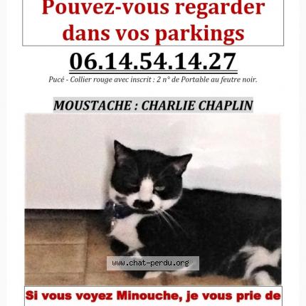 Minouche Chat Perdu Et Retrouve A Paris Chat Perdu France Minouche Chat Perdu Et Retrouve A Paris Chat Perdu France