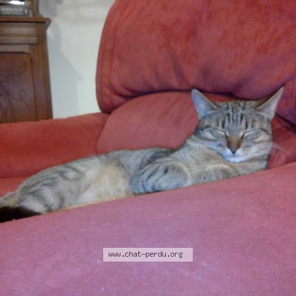 Photo 1/1 LILY Chat perdu à Saint germain le gaillard