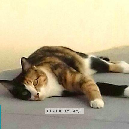 4028 Chanel Chat Perdu A Caen Chat Perdu France