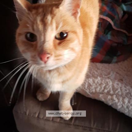 408443 chat trouvé à volvic - chat perdu france