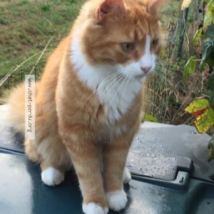 Photo 1/1 Jokari Chat perdu à Annecy le vieux