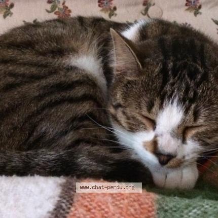 408750 chat trouv  et rendu  CUGNAUX Chat Perdu France  408750 chat trouv  et rendu  CUGNAUX Chat Perdu France