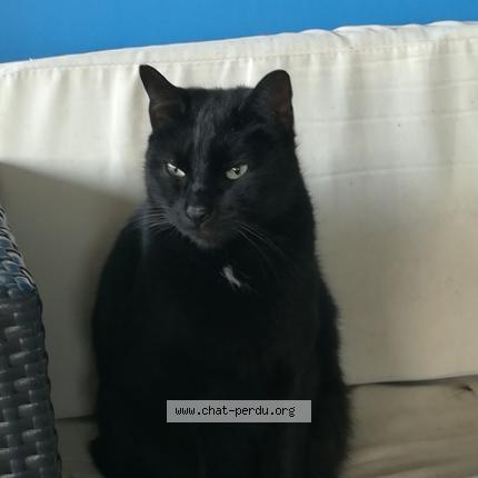 chatte noire de derrière