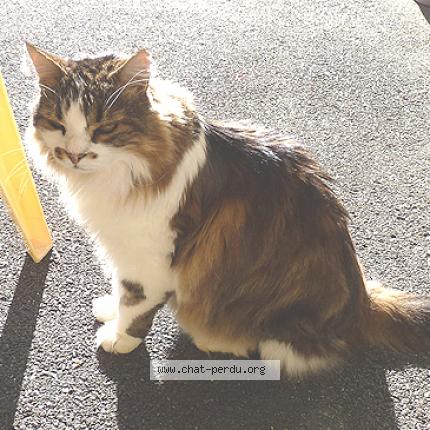 Photo 1/1 fripouille Chat perdu à Les fontenelles