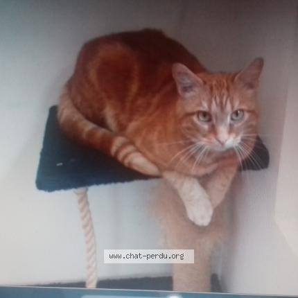 Casimir Chat Perdu A La Gorgue Chat Perdu France Casimir Chat Perdu A La Gorgue Chat Perdu France