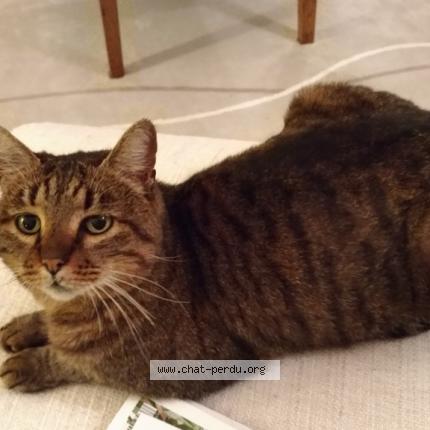 410812 chat trouvé à fondettes - chat perdu france