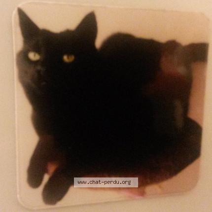 Photo 1/1 Inzo Chat perdu à Monnieres