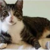 Chat Perdu Loire Atlantique 44 France