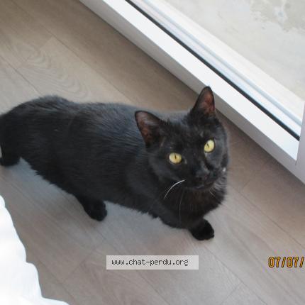 Photo 1/1 Vagabond Chat perdu à La balme de sillingy