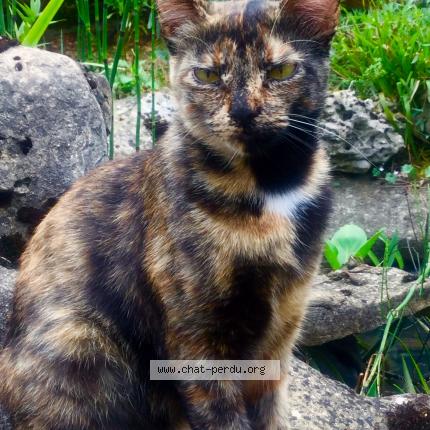 Photo 1/1 Canelle Chat perdu à St vit