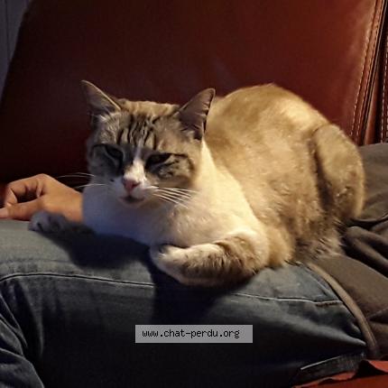 Photo 1/1 Hume Chat perdu à Bruges