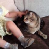 Photo de chat perdu à Paillet