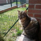 Chat Perdu Ou Trouve Nord 59 France Chat Perdu Ou Trouve Nord 59 France