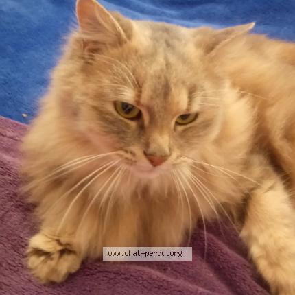 416512 Peluche Chat Perdu à Auxon Chat Perdu France