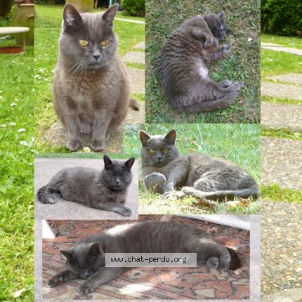 Linus Chat Perdu A Claye Souilly Chat Perdu France Linus Chat Perdu A Claye Souilly Chat Perdu France