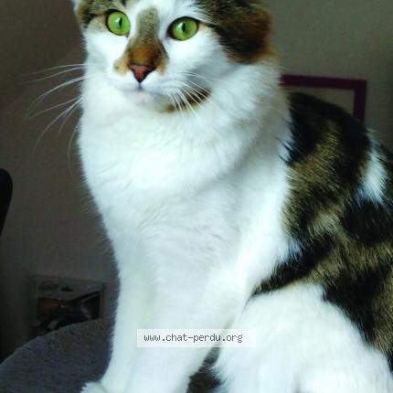 Photo 1/1 Zeus Chat perdu à Le coudray