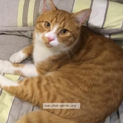 Photo 1/1 MARLEY Chat perdu à Toulouse pont des demoiselles