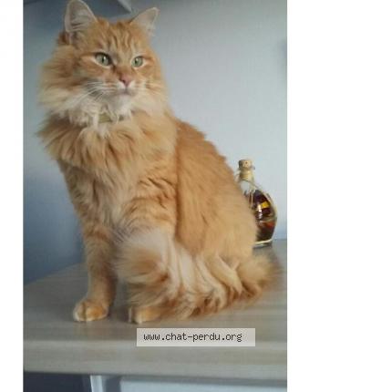 Photo 1/1 MARIN Chat perdu à Sailly