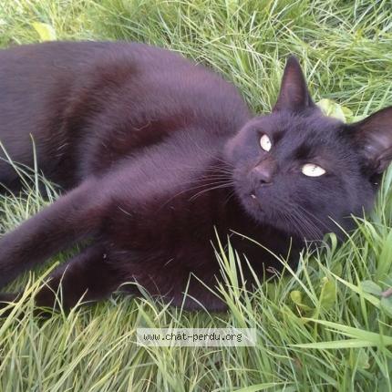 Photo 1/1 Pitch Chat perdu à Hem