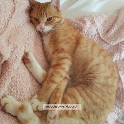 Photo Chat Qui Fait Un Doigt D Honneur Mgp Animation Photo Chat Qui Fait Un Doigt D Honneur Mgp Animation