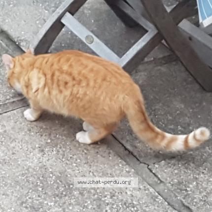 418252 Tigrou Chat Perdu A Cers Chat Perdu France