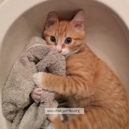 418252 Tigrou Chat Perdu A Cers Chat Perdu France