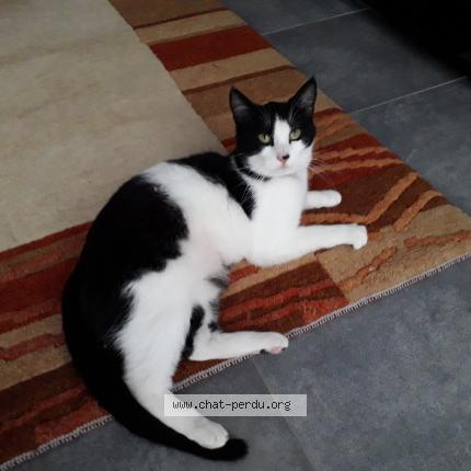 Photo 1/1 Pralinette anciennement Nadia Chat perdu à Poissy