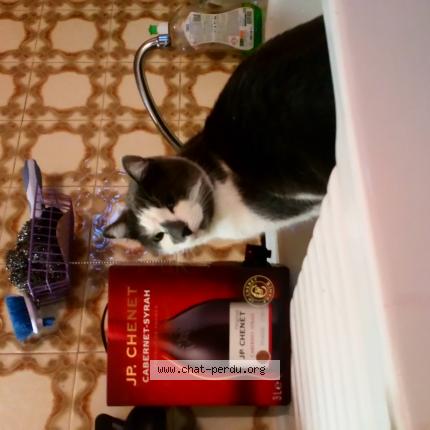 Bigou Chat Perdu A Landeda Chat Perdu France