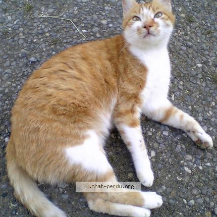 Chat suisse Chat suisse