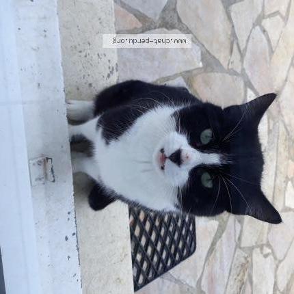 420241 Chat Trouve A Beynes Chat Perdu France