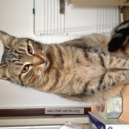 Photo 1/1 MINETTE Chat perdu à Septemes les vallons