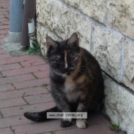 4499 Chat Trouve A Auby Chat Perdu France