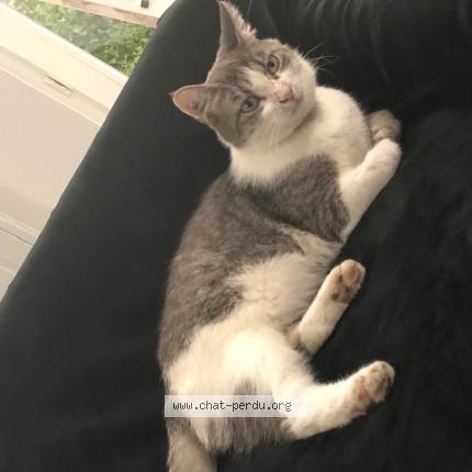 Photo 1/1 Chat retrouvé Perdu à Talange