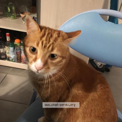 Photo 1/1 Isidor Chat perdu à Soustons