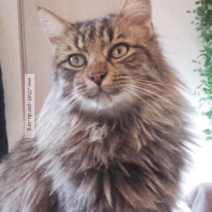 Photo 1/1 Seppi Chat perdu à Le vast