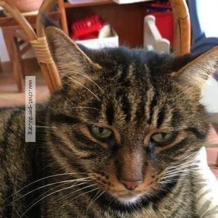 422072 Tigrou Chat Perdu Et Retrouvé à Auriol Chat Perdu