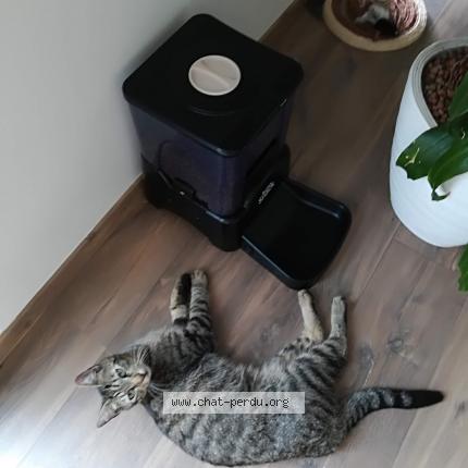 Photo 1/1 Polo Chat perdu à Saint nazaire