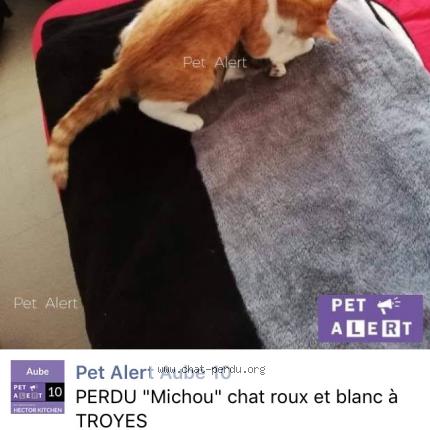 Michou Chat Perdu A Troyes Chat Perdu France
